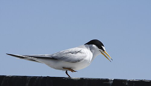 California least tern